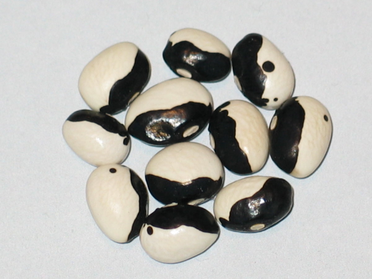 Brauner Black Eye #1.jpg
