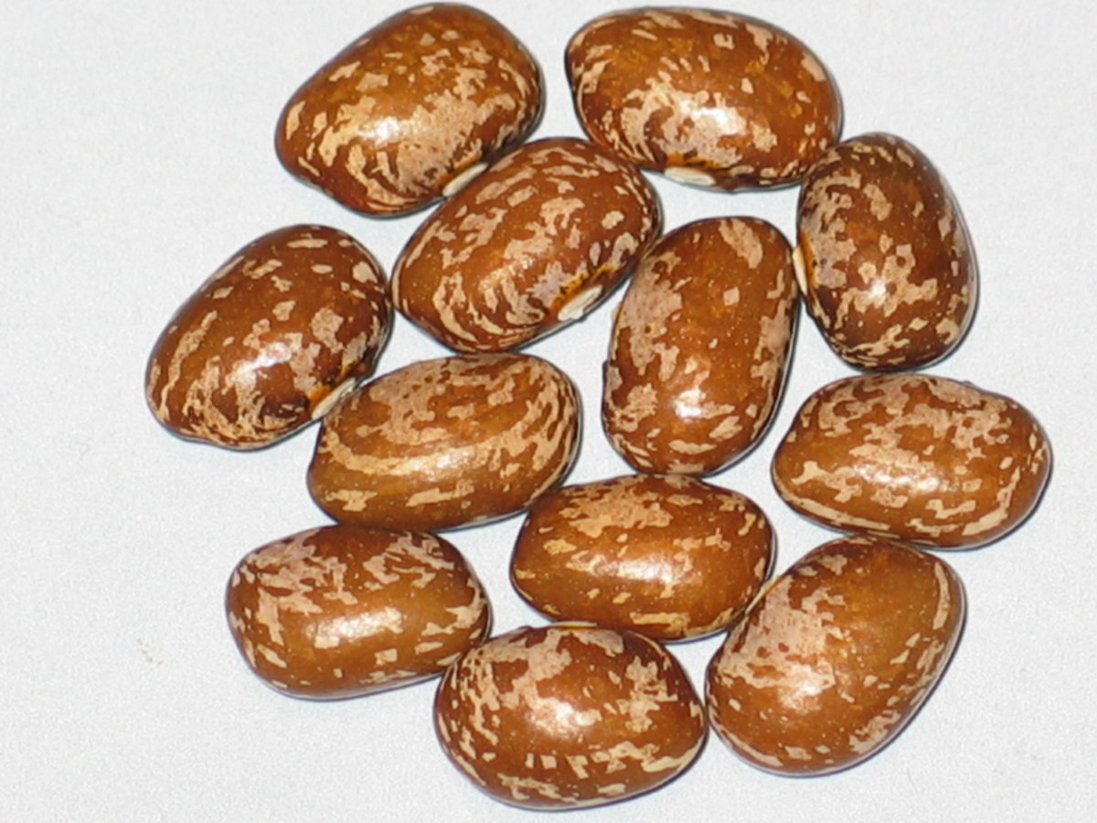 Brauner Outcross #.jpg