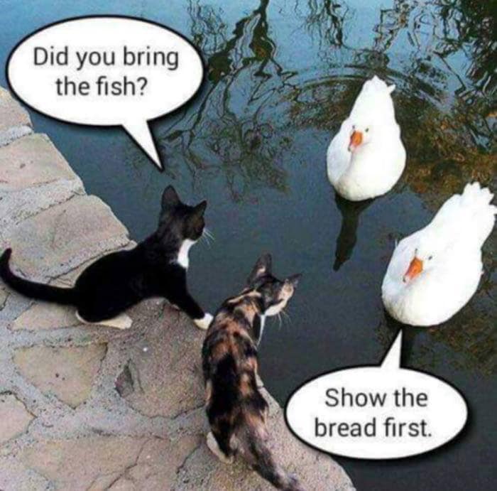bread for fish.jpg