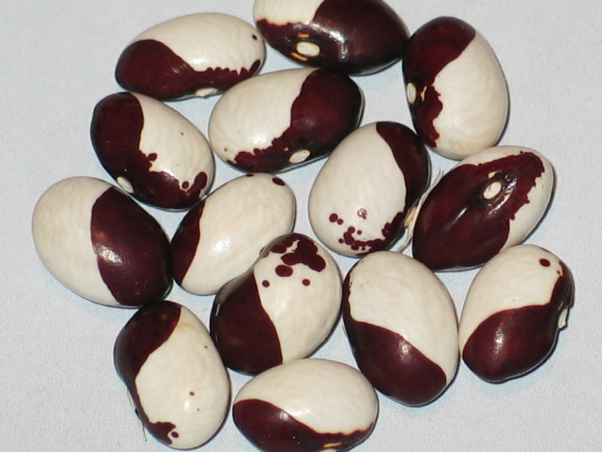 Bregenzer #1.jpg
