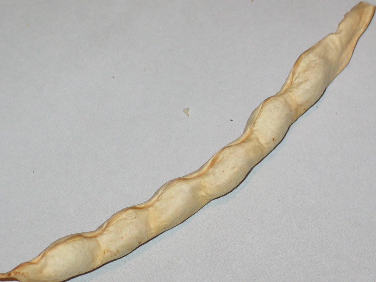Bregenzer #3.jpg