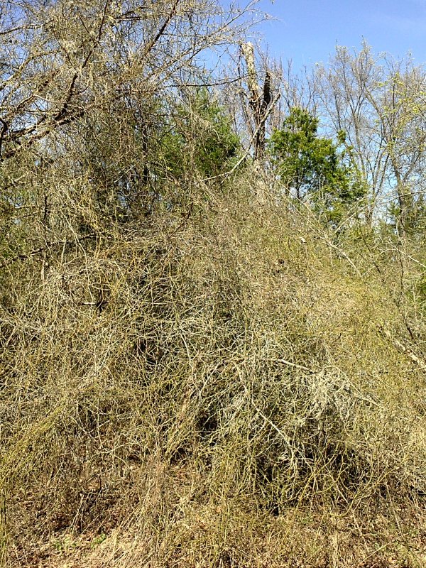Briar tangle.jpg