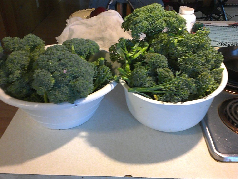 broccoil harvest.jpg