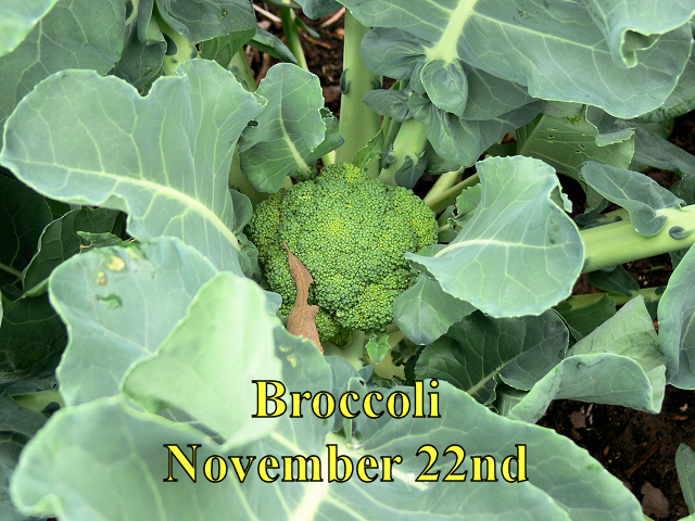 Broccoli_112214.jpg