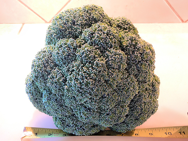 Broccoli_120614.jpg