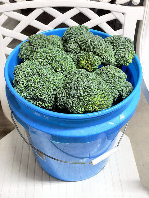 Brocolli_020918A.jpg