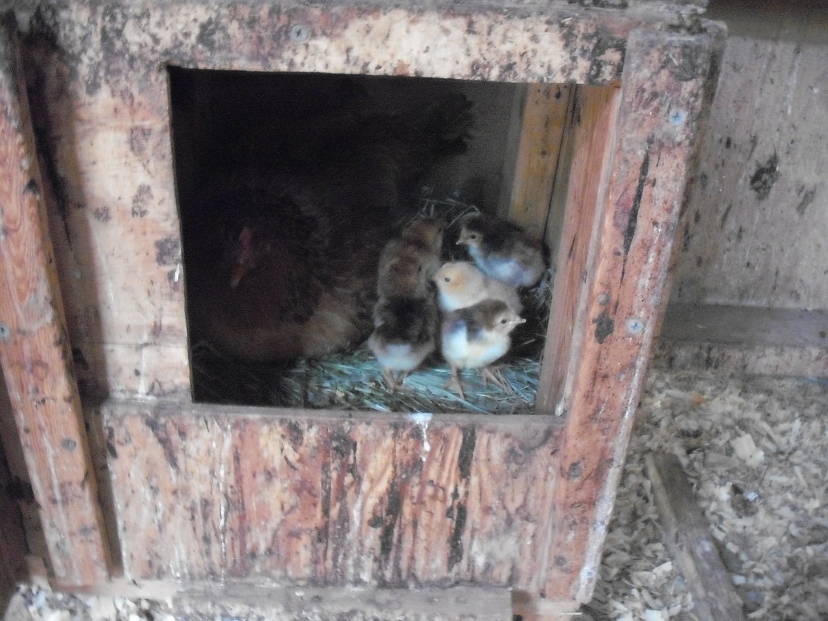 Broody Chicks.JPG