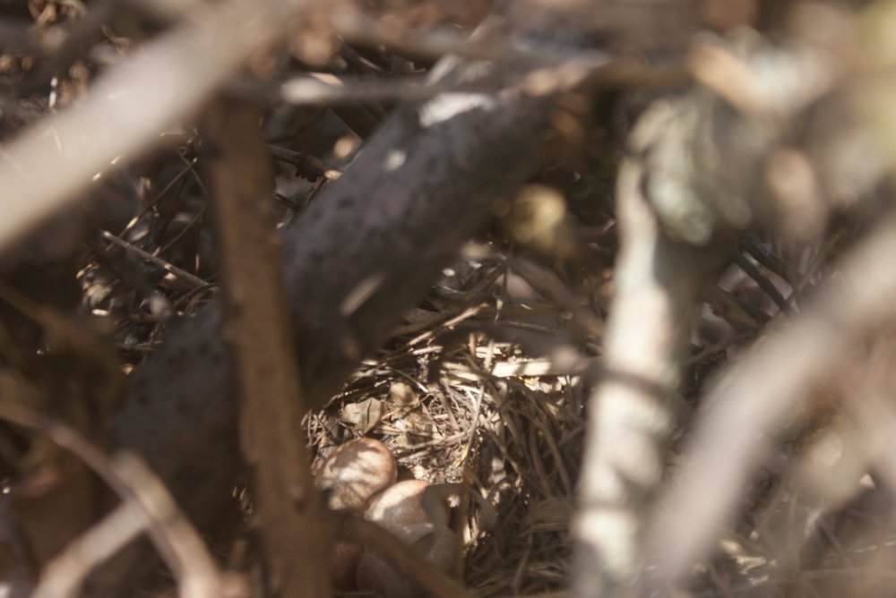 brown thrush eggs in brushpile.JPG