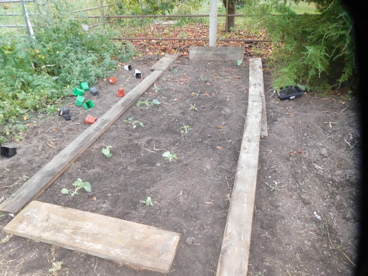 Brussels Sprout transplants, 09-23-19.JPG
