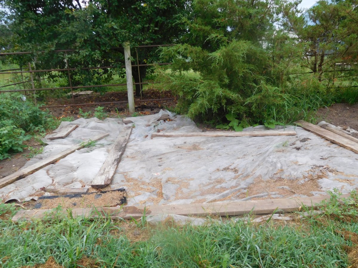 Brussels Sprouts bed, solarizing, 08-17-19.jpg