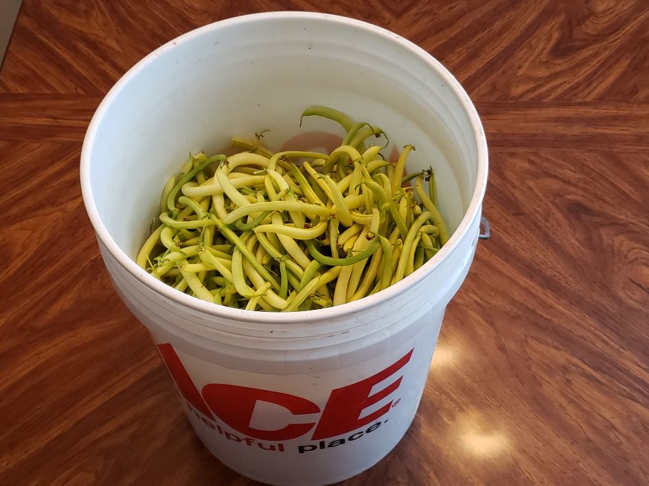 Bucket Of Kishwaukee Yellow 7-28-21.jpg