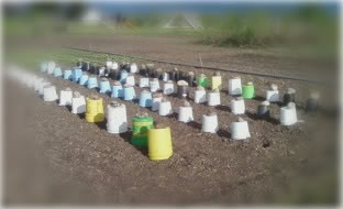 bucketgarden.jpg