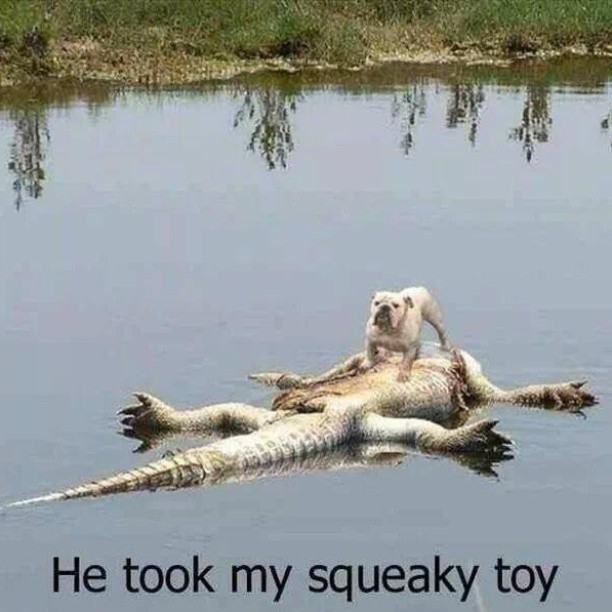 bulldog on dead crocodile.jpg