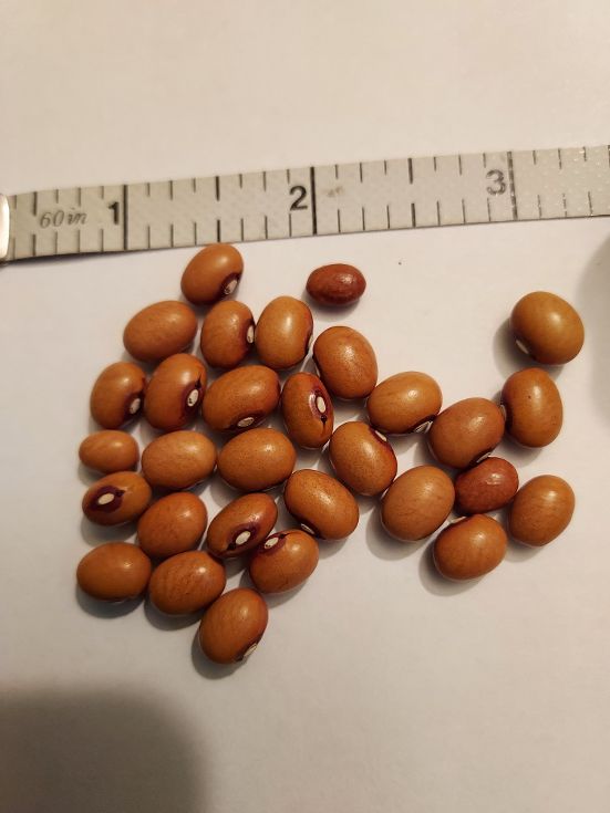 Bullett Bean.jpg