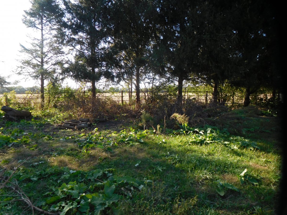 Burdock cleared, 10-13-19.JPG