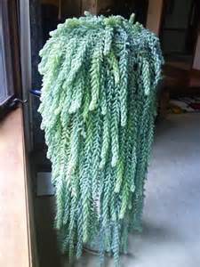 burro tail.jpg
