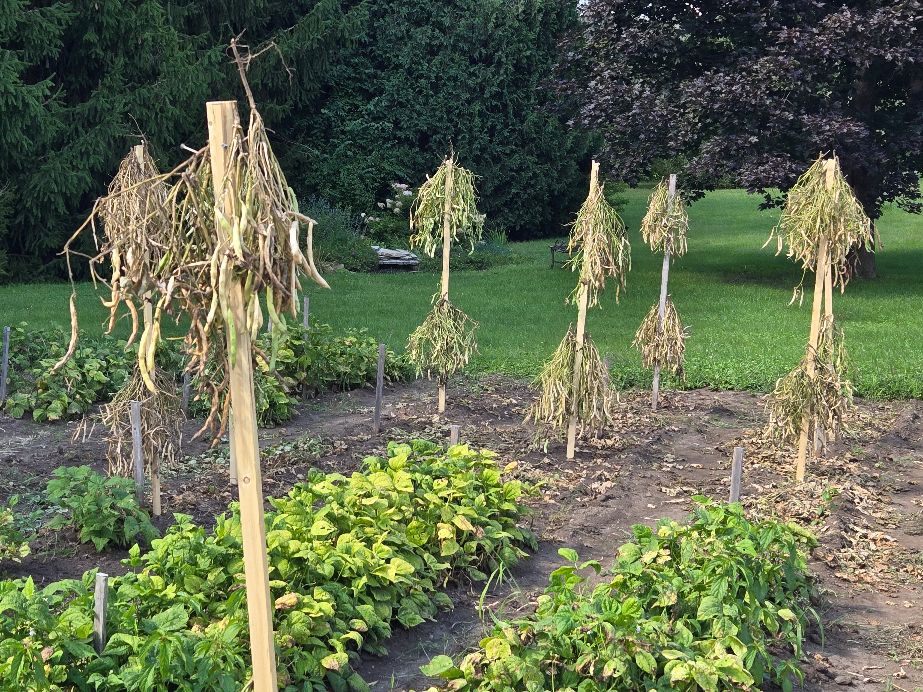 Bush Bean Drying On Pole Stakes 8-26-25.jpg
