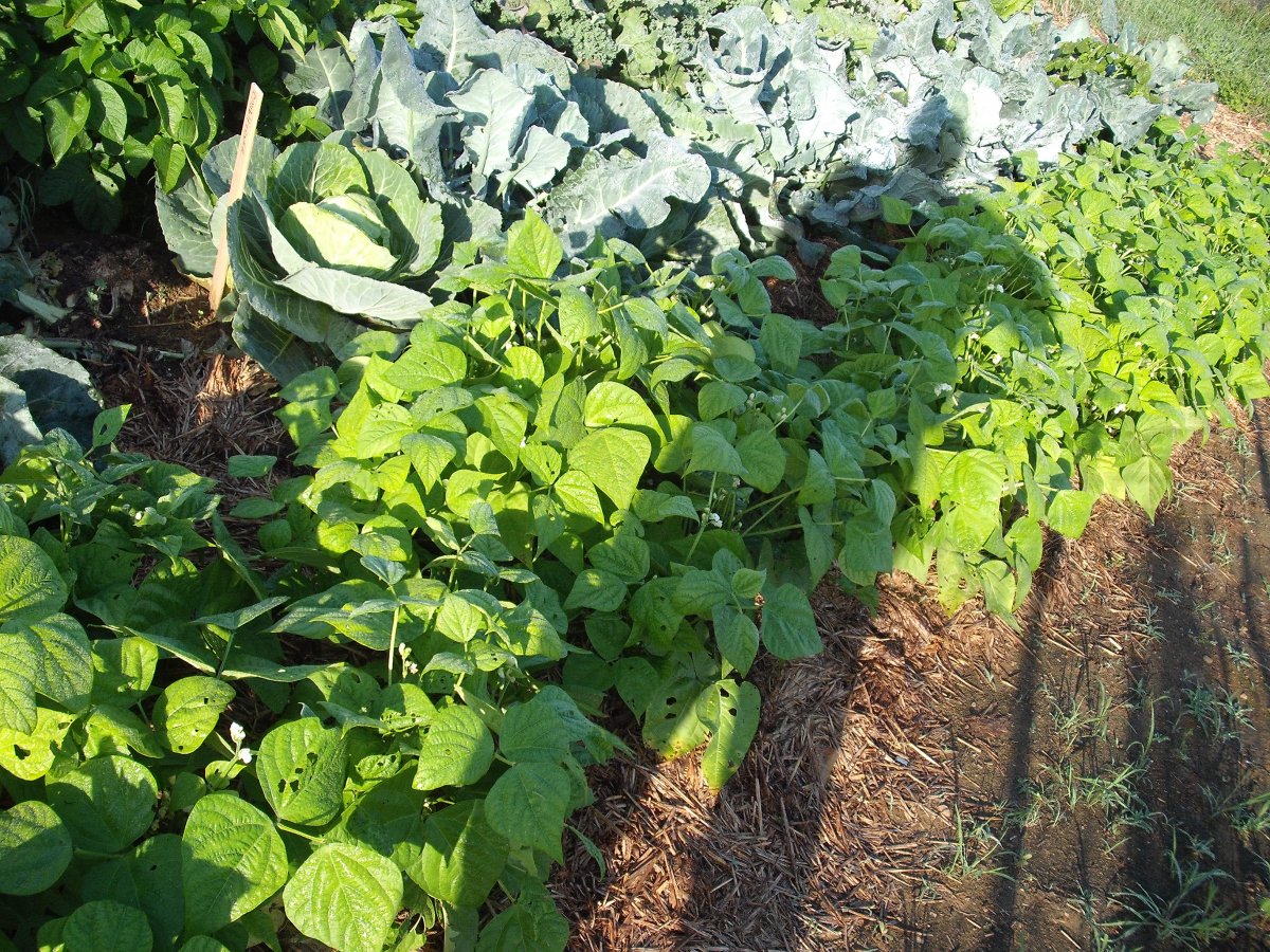 Bush beans.JPG