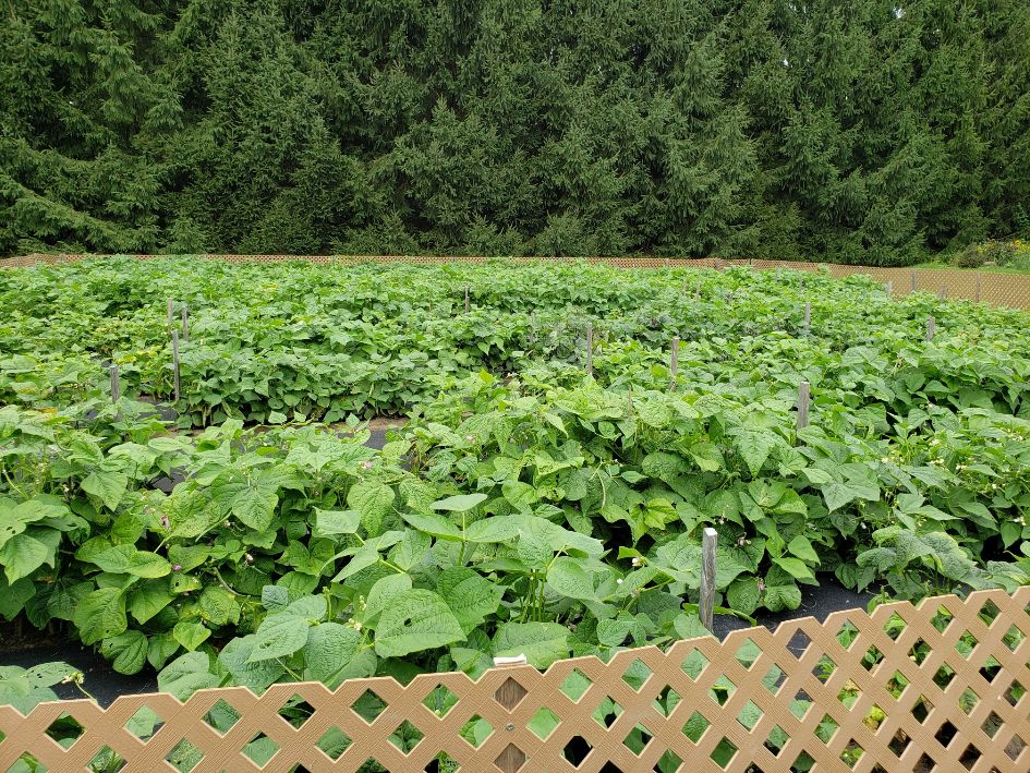Bush Plot PheasantLane 8-15-20.jpg