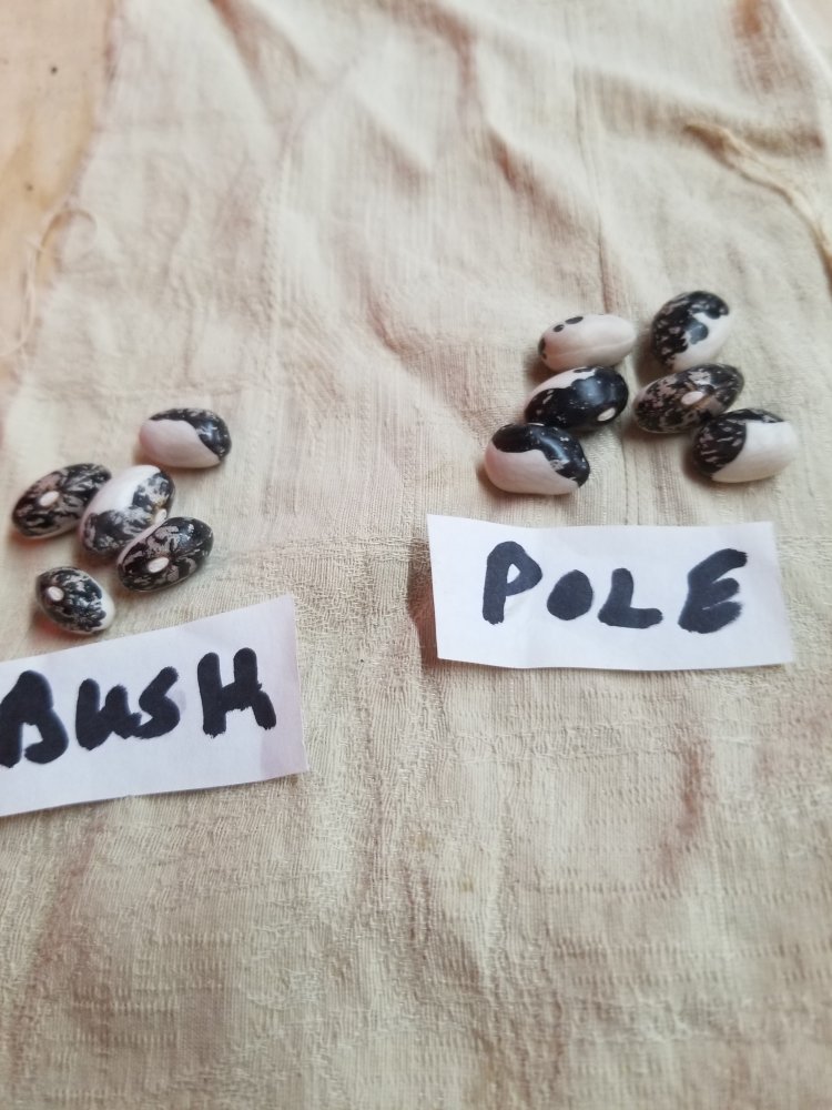 Bush Pole Kara.jpg