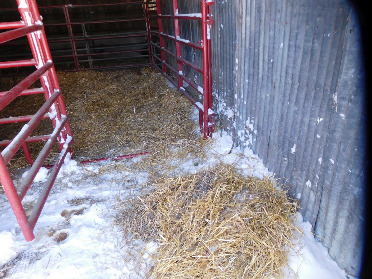 Buster Brown Stall after snowstorm, 11-12-19, #2.jpg