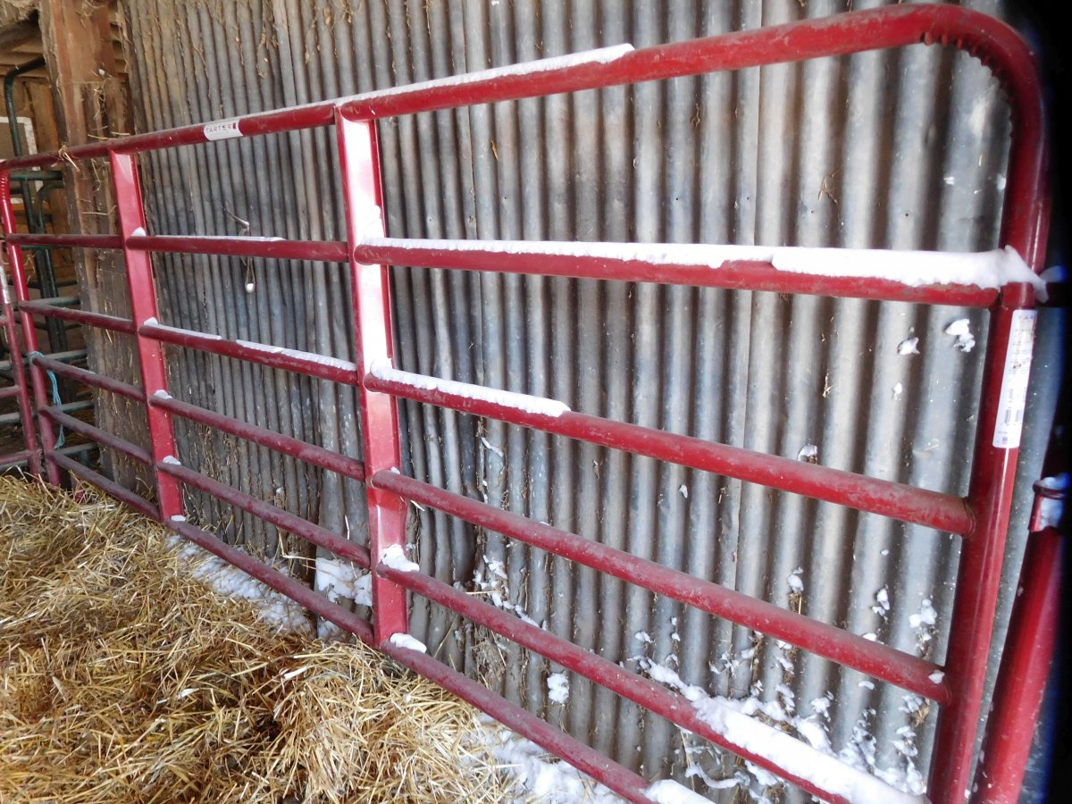 Buster Brown Stall after snowstorm, 11-12-19, #4.jpg