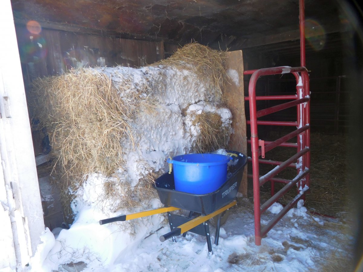 Buster Brown Stall after snowstorm, 11-12-19.jpg