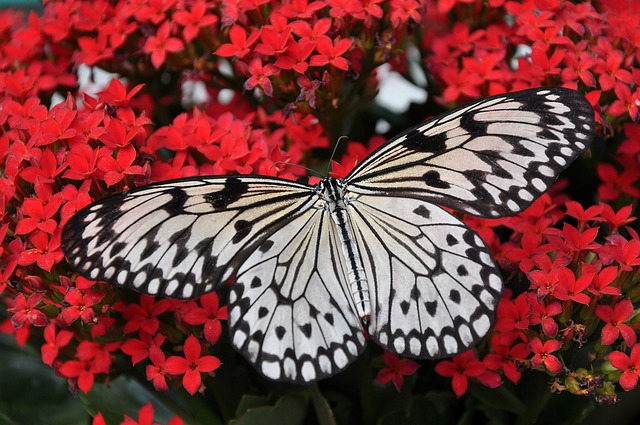 How to Attract Pollinators and Improve Your Harvest