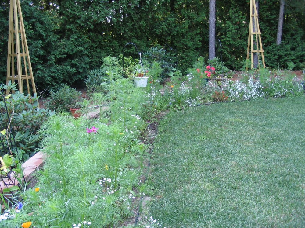 Butterfly garden 7:26.JPG