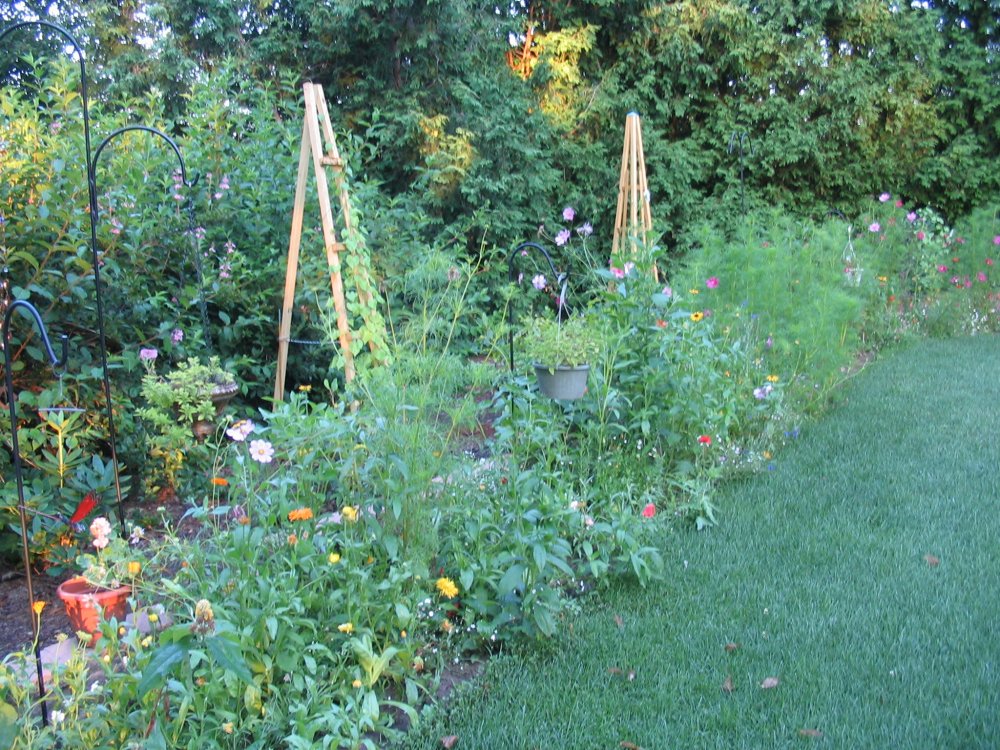 Butterfly garden Aug..JPG