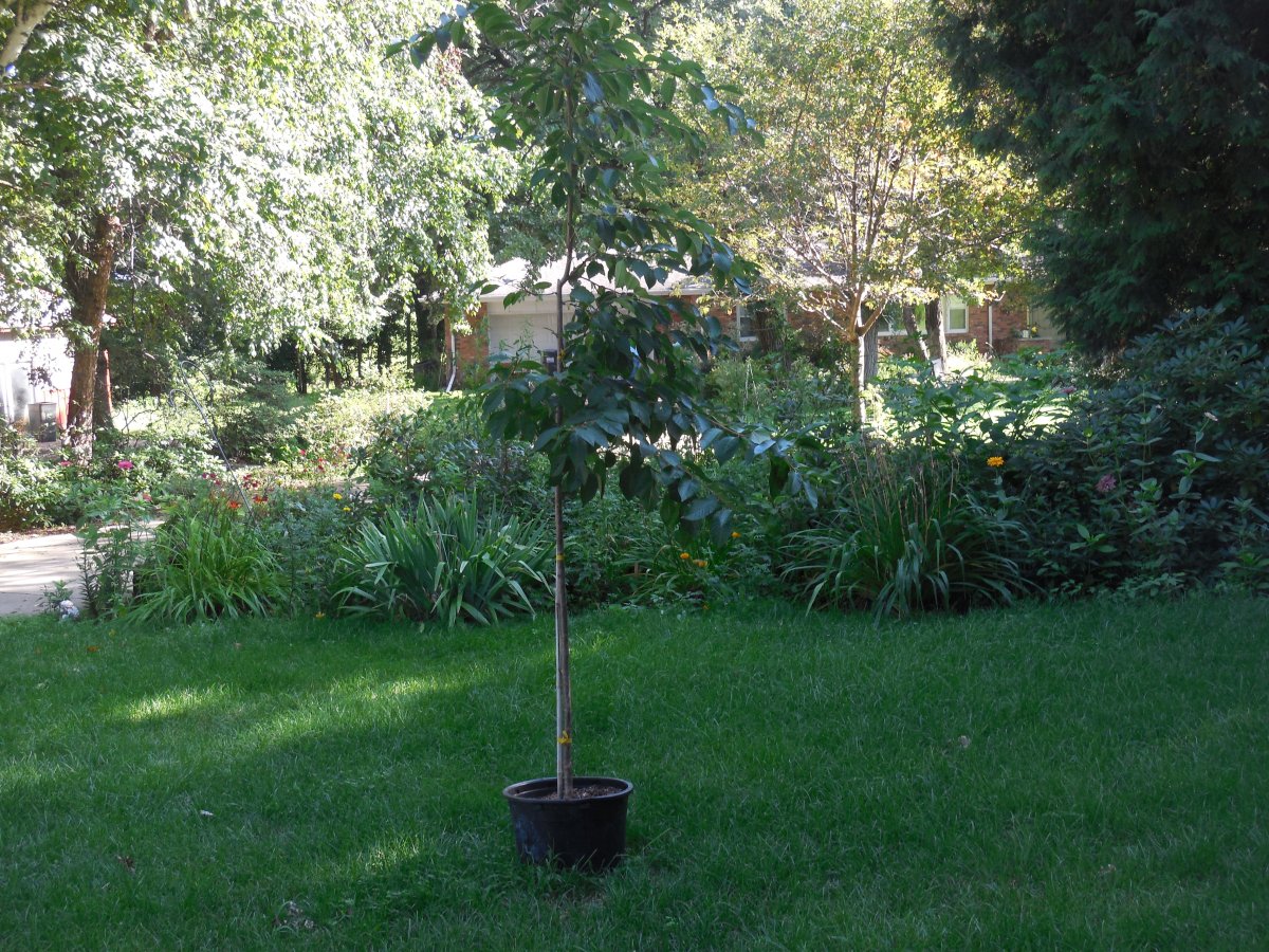 butterfly garden w:weeping cherry.JPG