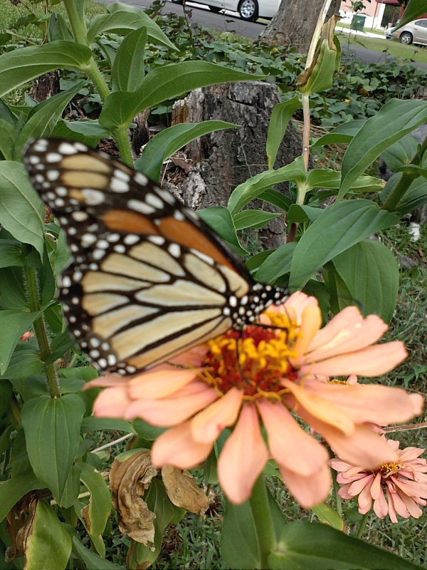 butterfly monarch.jpg