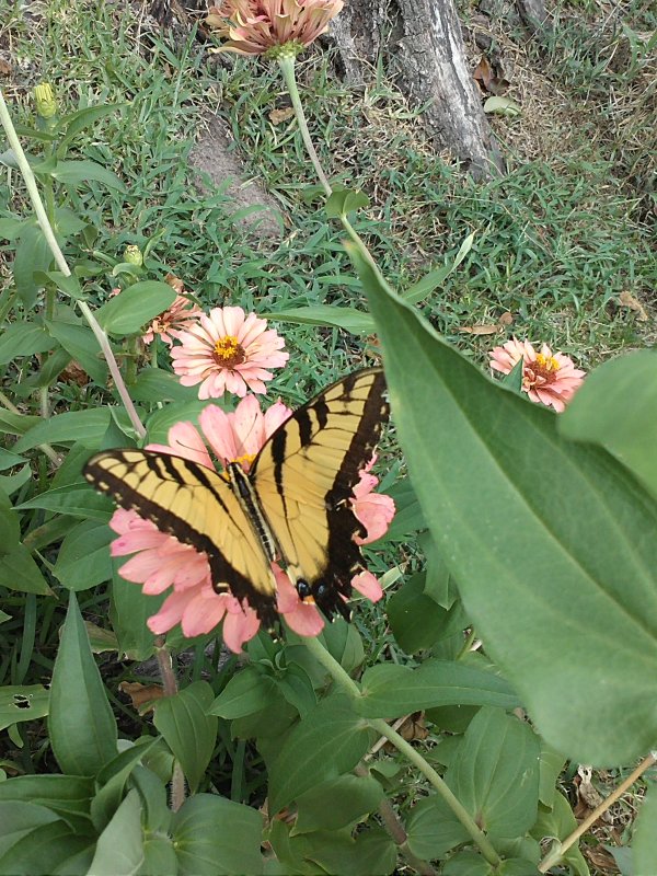 butterfly yellow.jpg