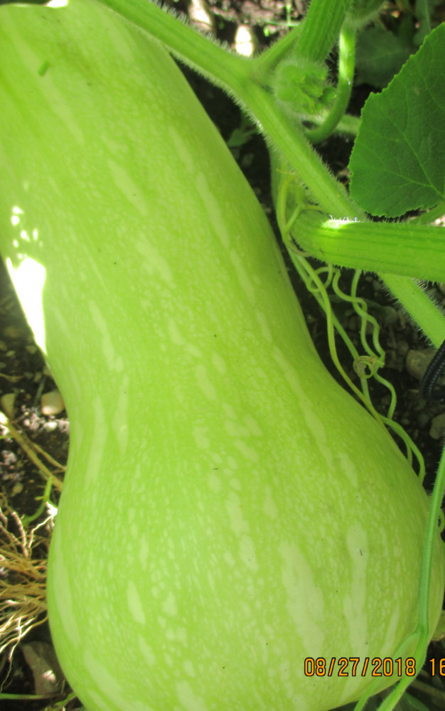 Butternut cropped.jpg