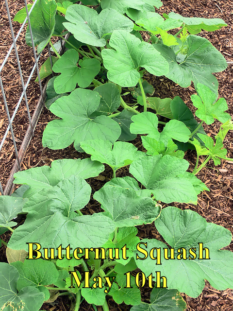 Butternut_Squash_051017.jpg