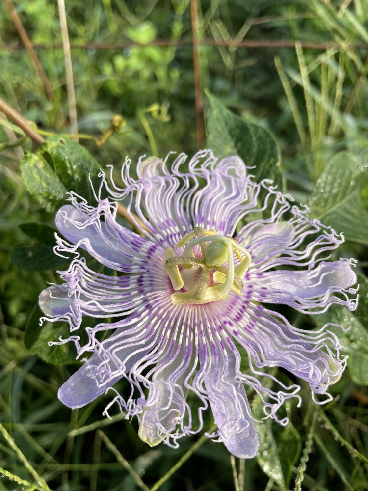 C4D06C1E-DE5F-4C7A-A9C7-06773964F00C.jpeg