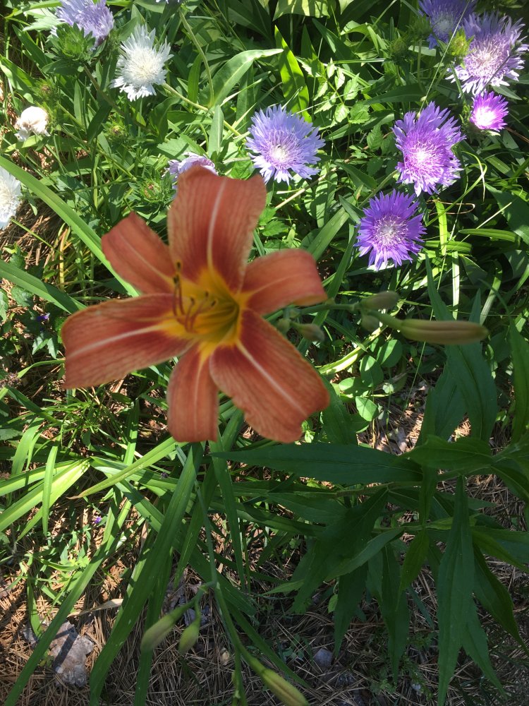 C5F63AA9-AFB6-4BAF-A7DD-3752CA1E146C.jpeg