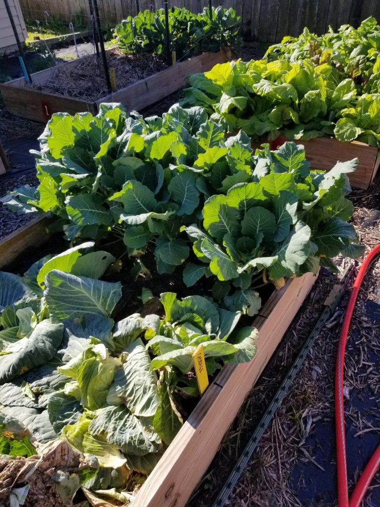 Cabbage.jpg