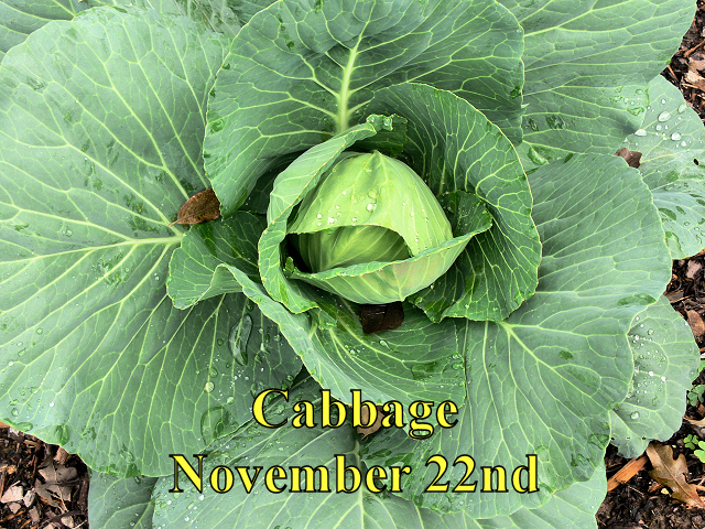 Cabbage_112214.jpg
