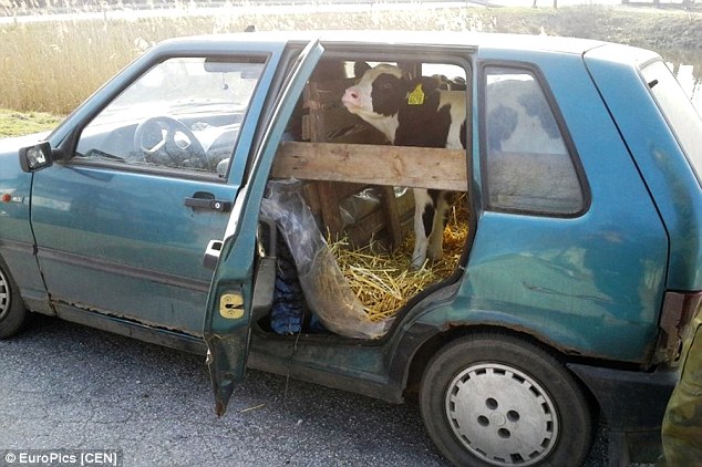calfinthecar2.jpg