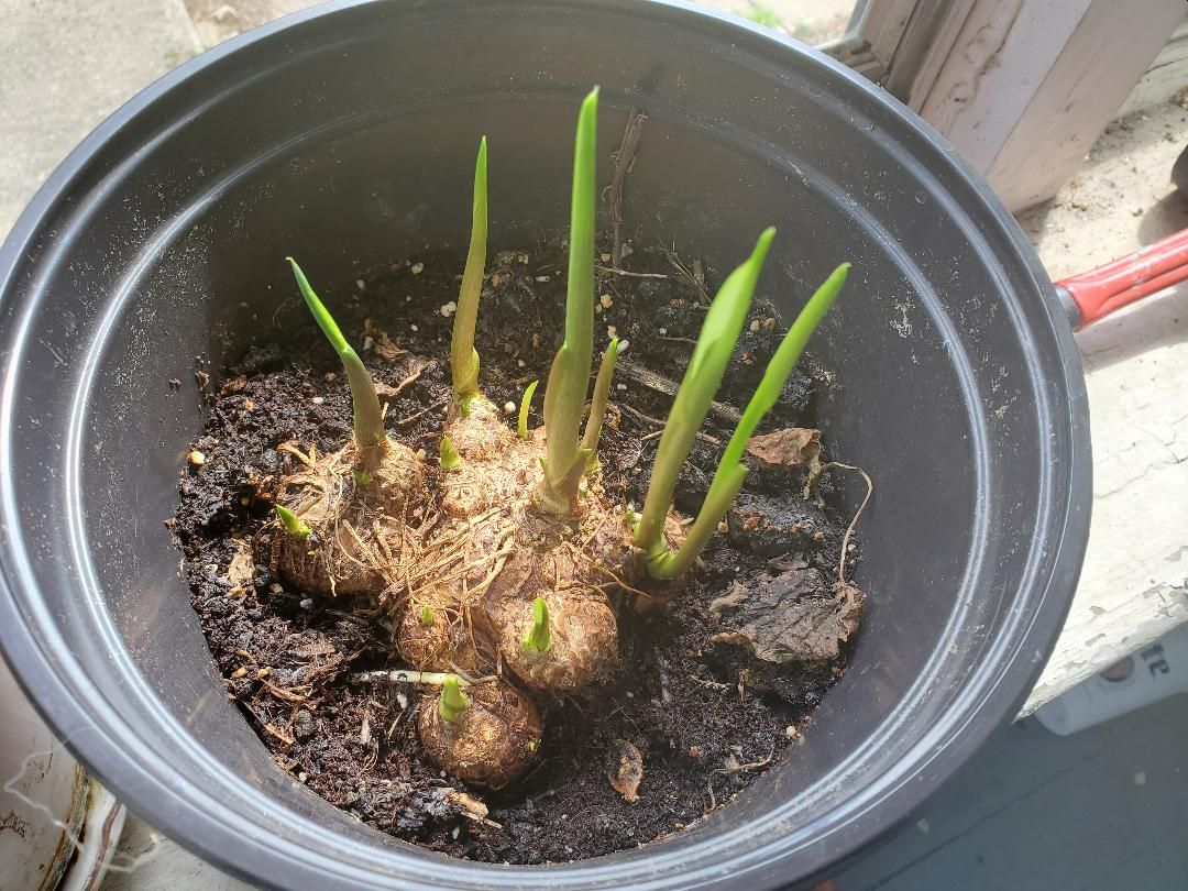 Calla Lillies, 2020, thought they were dead, 04-14-21.jpg