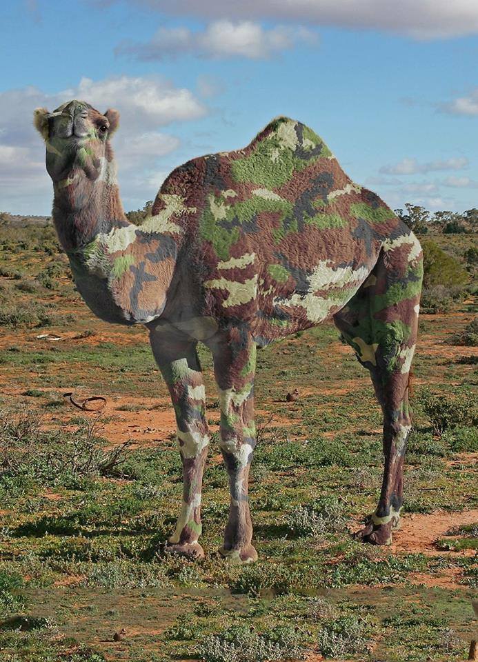 Camelflage.jpg