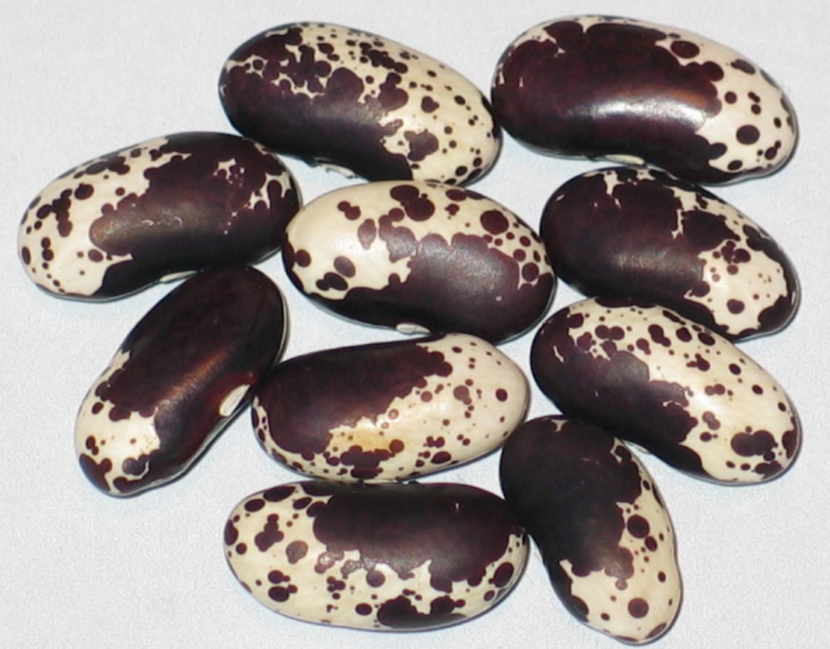 Cannellino Nero.jpg