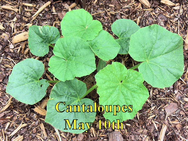 Cantaloupe_051017.jpg