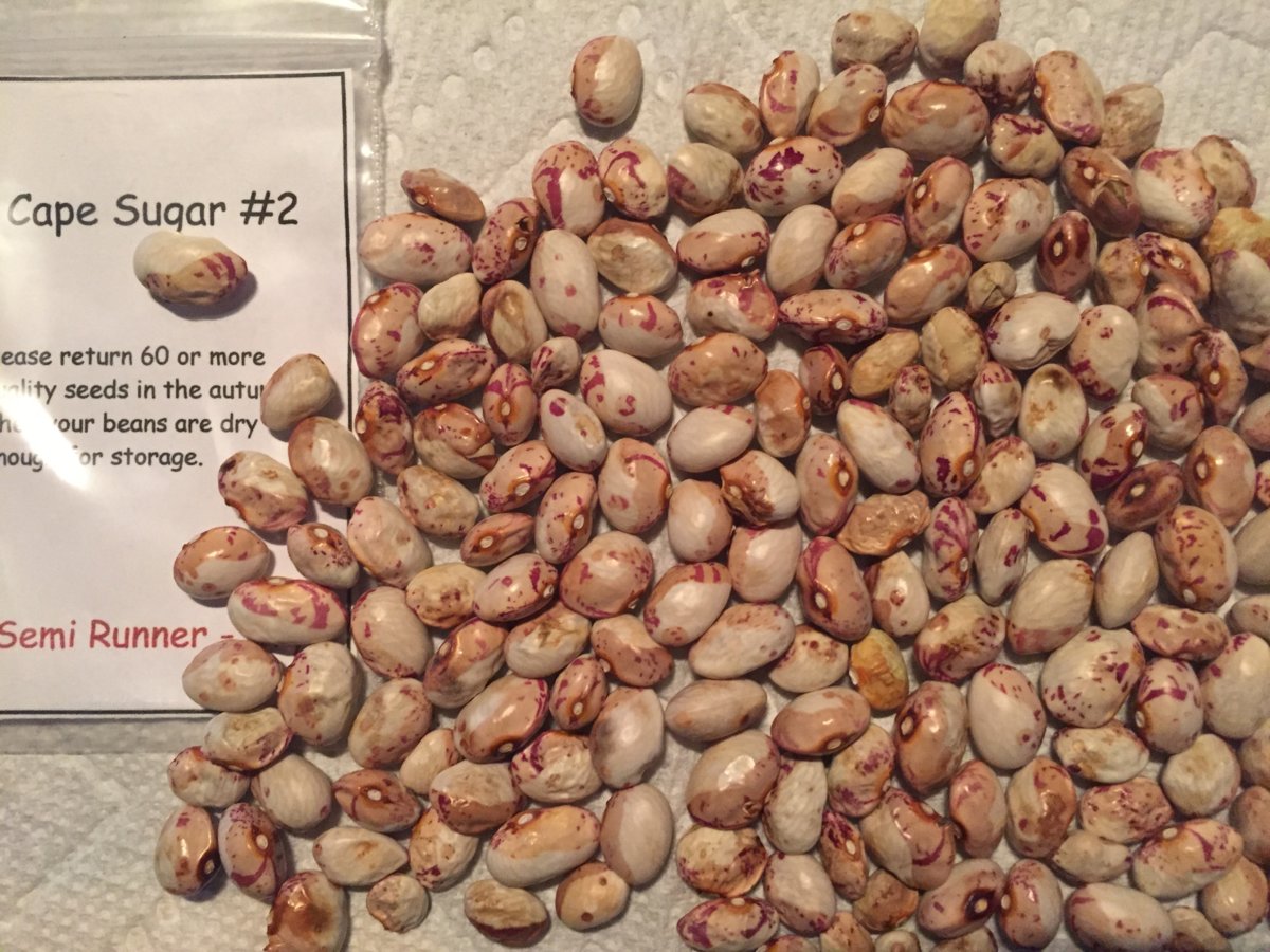 Cape Sugar 2.jpeg