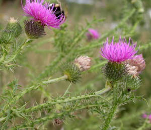 Carduus_acanth.jpg