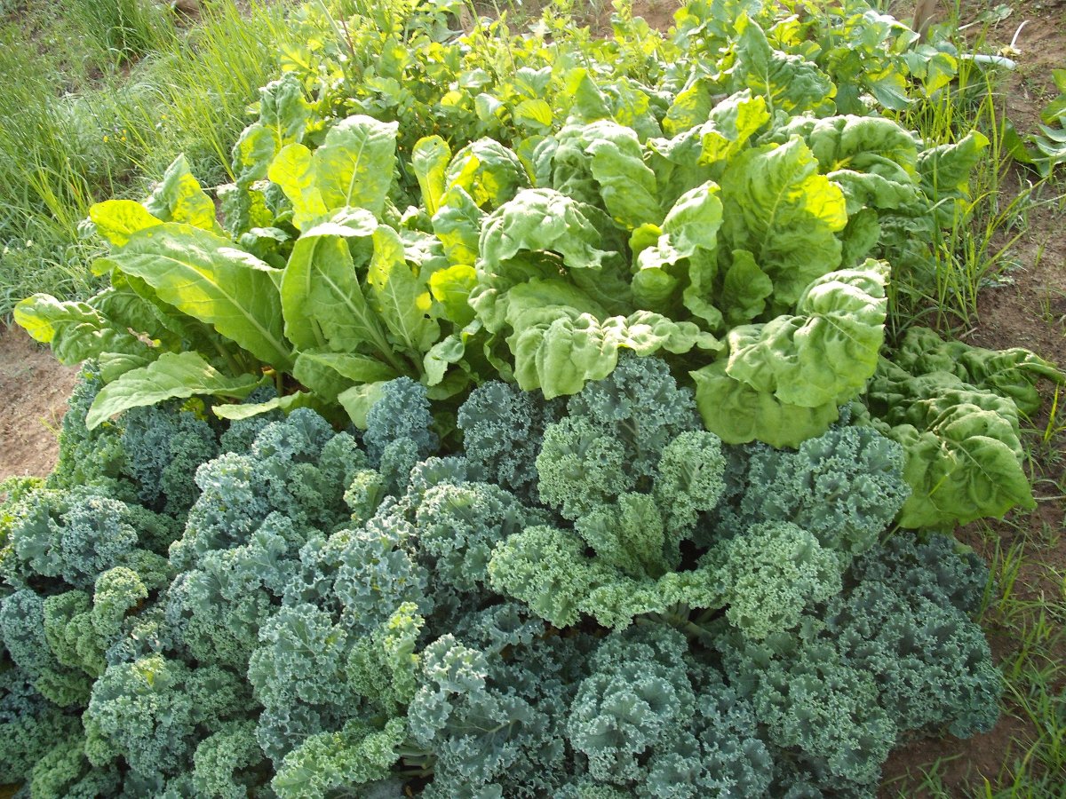 Carh & Kale.JPG