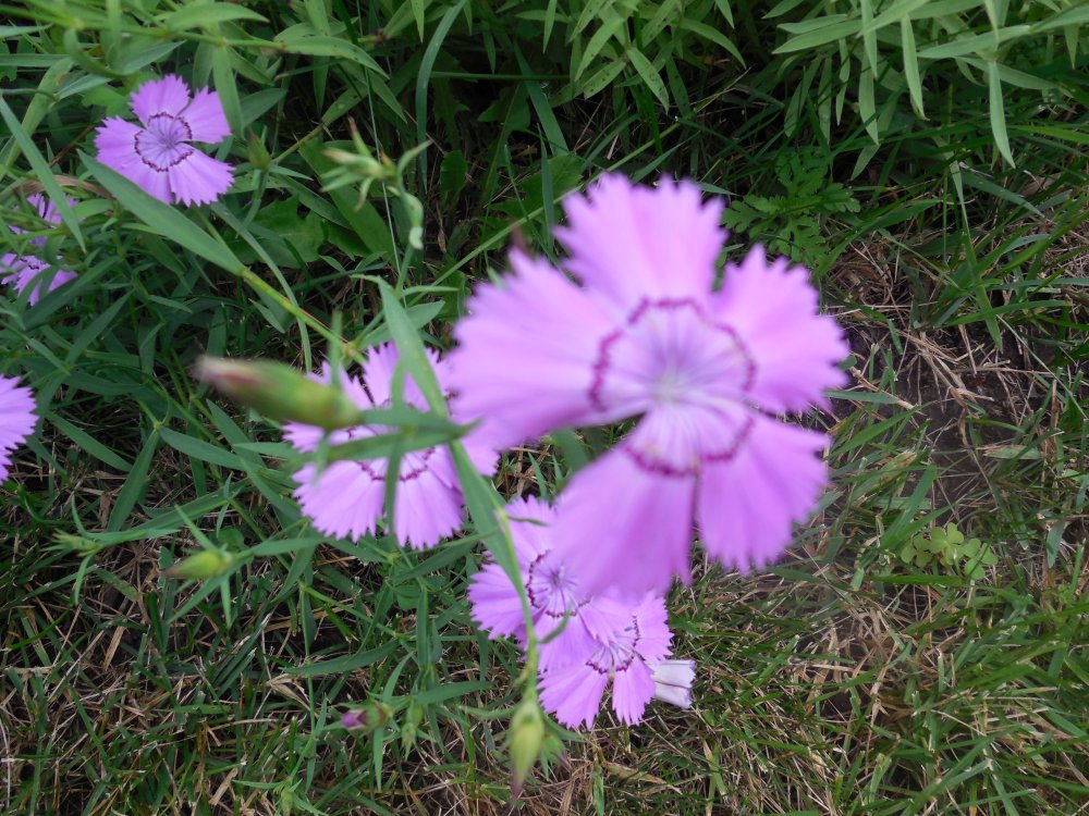 Carnation Siberian Blue.JPG
