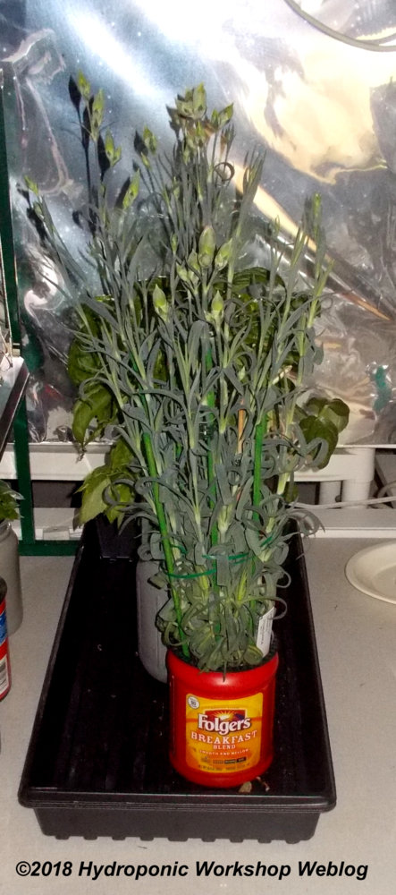 carnations.jpg