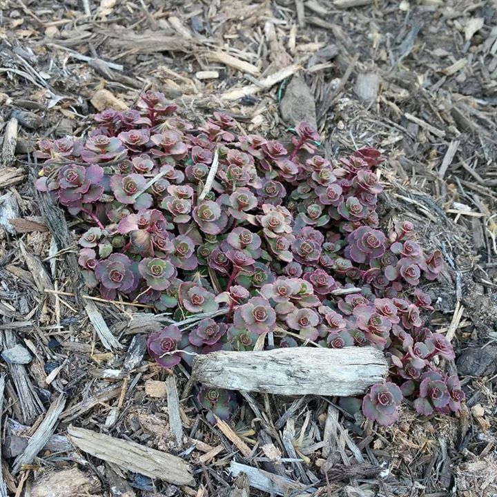 carpetstone.jpg